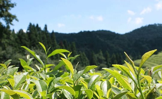 lol霸氣戰(zhàn)隊名字大全